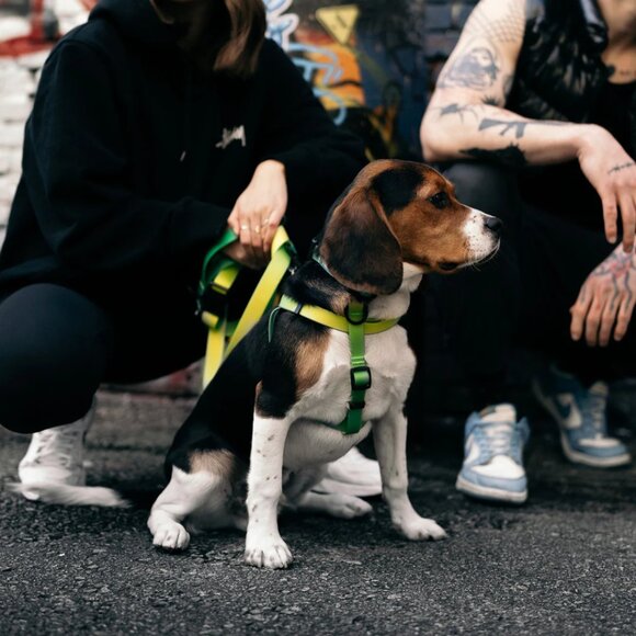 Waterproof Step-In Dog Harness Size M in Green Ombre by "Woof Concept" - Picture 5 of 7